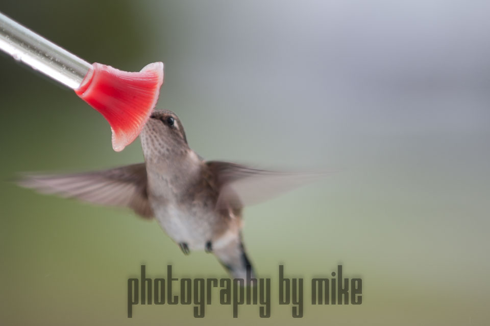 20110516-hummers-020.jpg