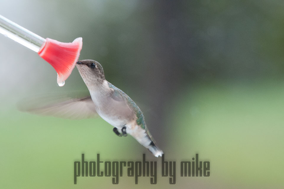 20110516-hummers-048.jpg