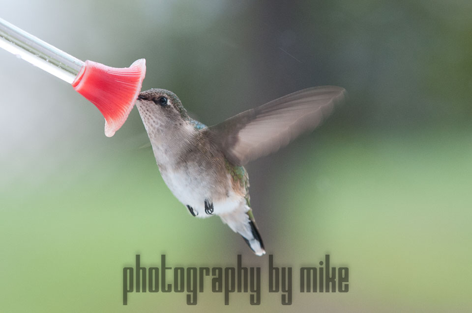 20110516-hummers-069.jpg