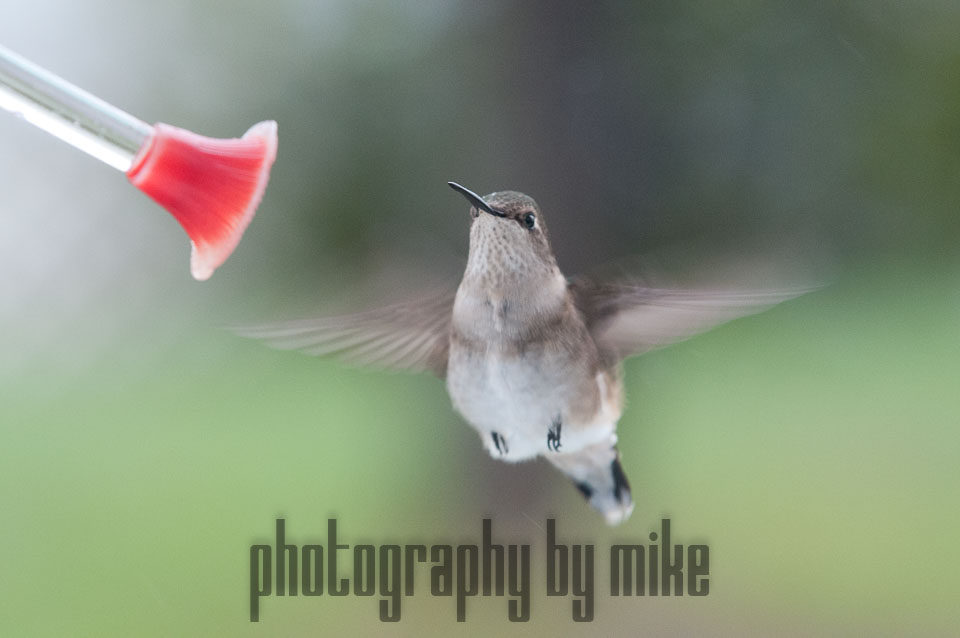 20110516-hummers-082.jpg