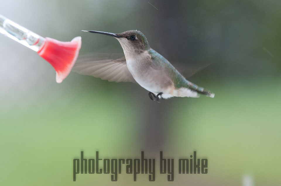 20110516-hummers-108.jpg