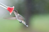 20110516-hummers-048.jpg