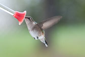 20110516-hummers-069.jpg