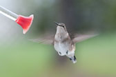 20110516-hummers-082.jpg