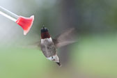 20110516-hummers-095.jpg