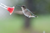 20110516-hummers-108.jpg