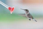 20110517-hummers-047.jpg