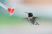 20110517-hummers-094.jpg