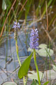 20130823-baxter-012.jpg