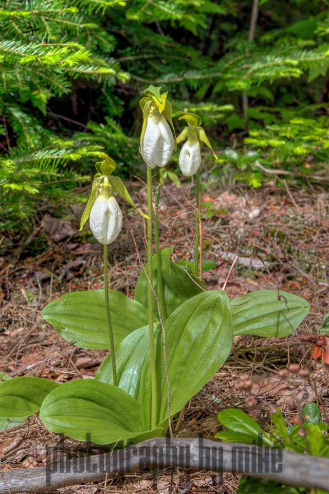 20150606-Lady_Slippers_Indian-061_2_3_4_5.jpg