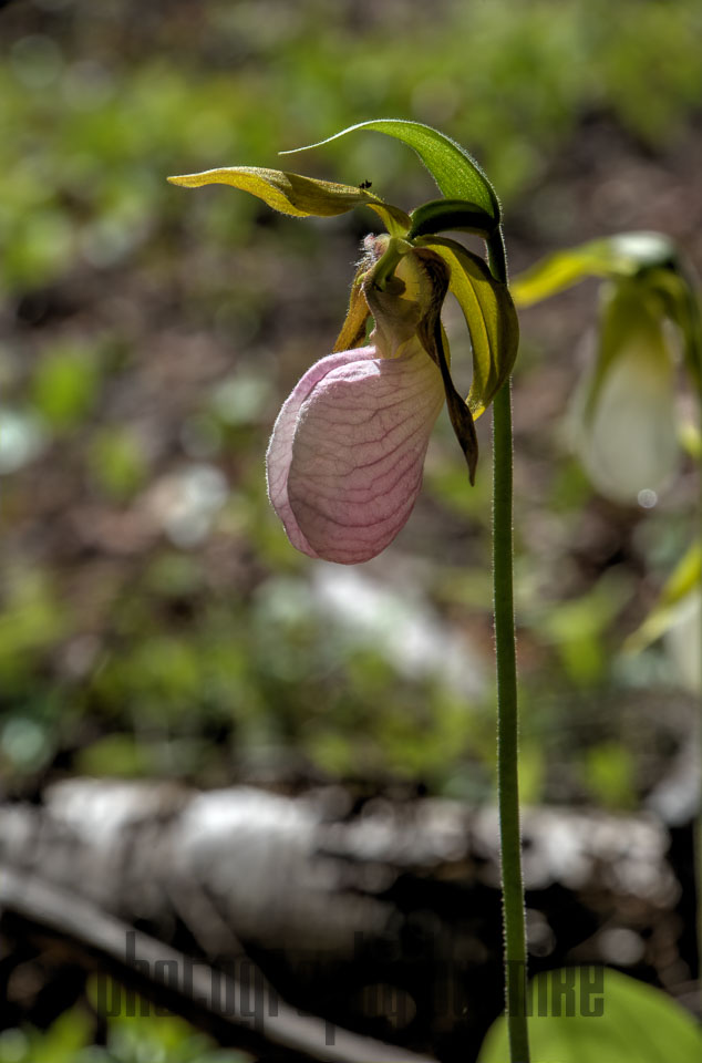 20150606-Lady_Slippers_Indian-096_097_098_099_100.jpg