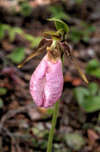 20150606-Lady_Slippers_Indian-026_27_28_29_30.jpg