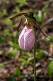 20150606-Lady_Slippers_Indian-041_2_3_4_5.jpg