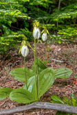 20150606-Lady_Slippers_Indian-061_2_3_4_5.jpg