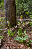 20150606-Lady_Slippers_Indian-081_2_3_4_5.jpg