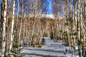 20130111-snowshoe-062_3_4_5_6-Edit.jpg