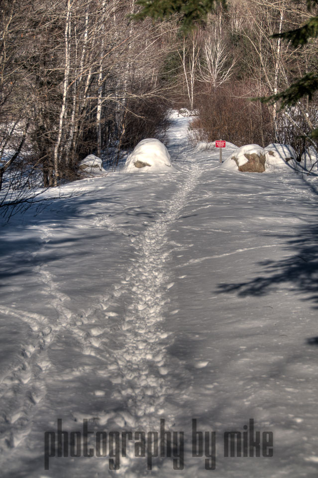 Animal Tracks