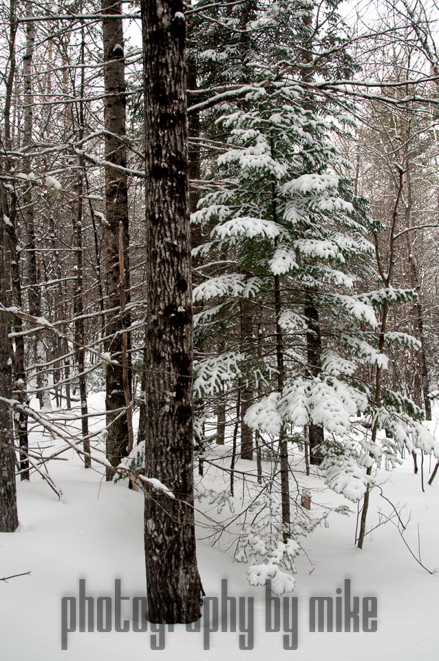 20140219-snowshoe-004-Edit.jpg