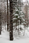 20140219-snowshoe-004-Edit.jpg