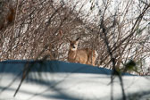 20140318-snowshoe-047-Edit.jpg