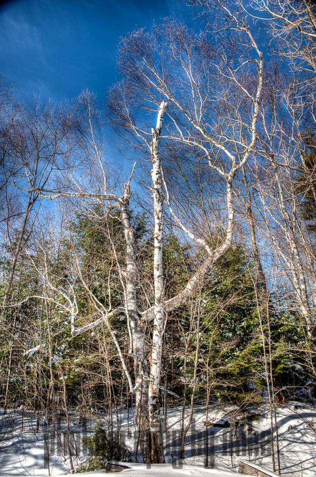 20150129-snowshoe_baithole-106_07_08_09_10-Edit.jpg