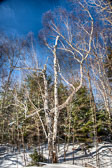 20150129-snowshoe_baithole-106_07_08_09_10-Edit.jpg