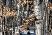 20150129-snowshoe_baithole-127_28_29_30_31-Edit.jpg