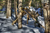 20150218-snowshoe-016_17_18_19_20-Edit.jpg