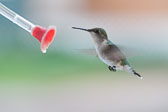 Hummingbirds