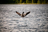 Millinocket Lake - 6/25/2014