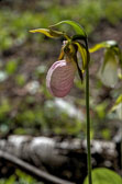 Lady Slippers